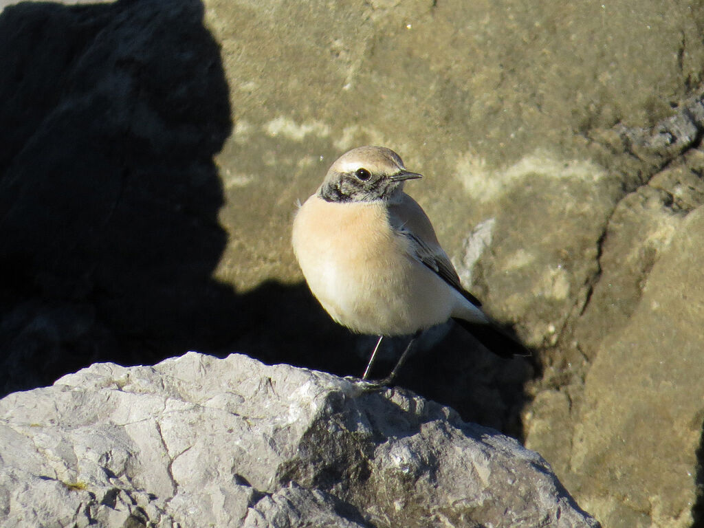 Desert Wheatear