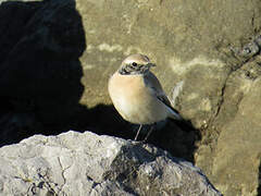 Desert Wheatear