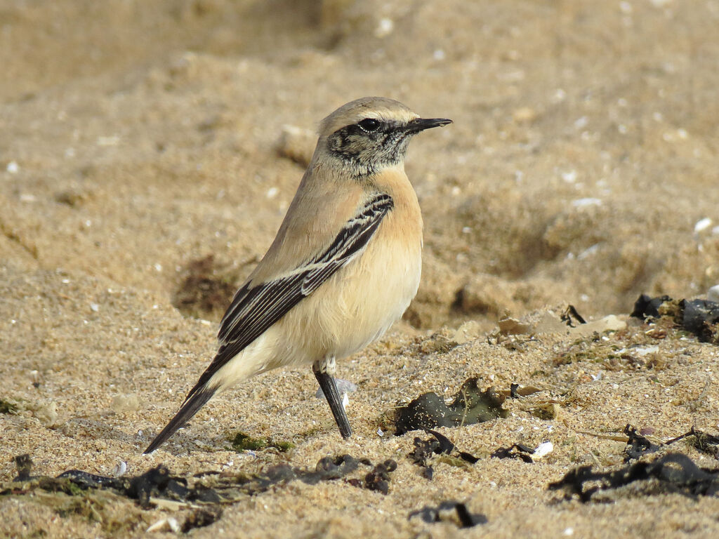 Desert Wheatear male First year