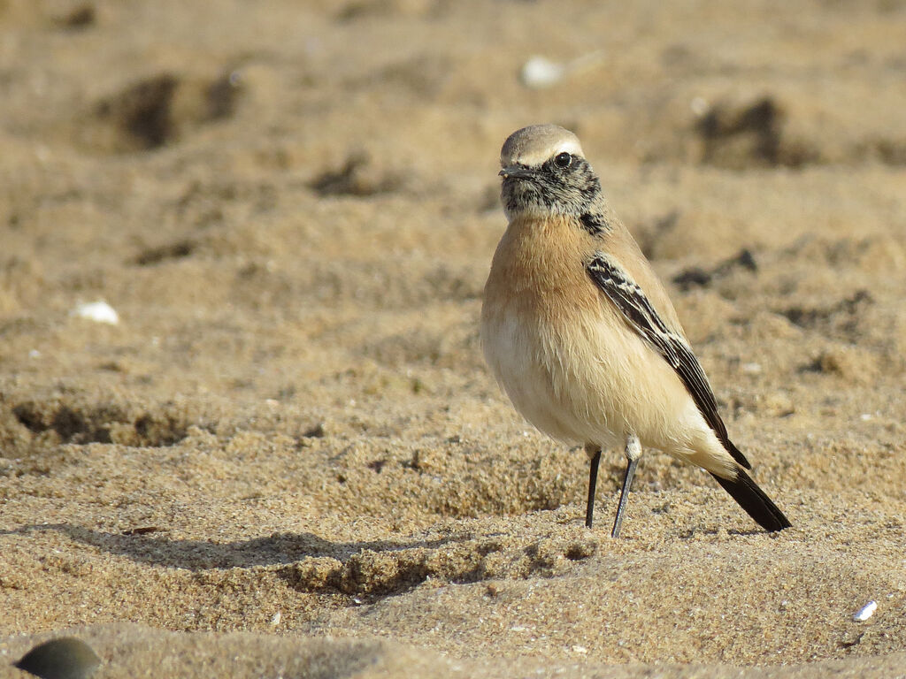 Desert Wheatear male First year