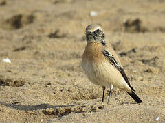 Desert Wheatear