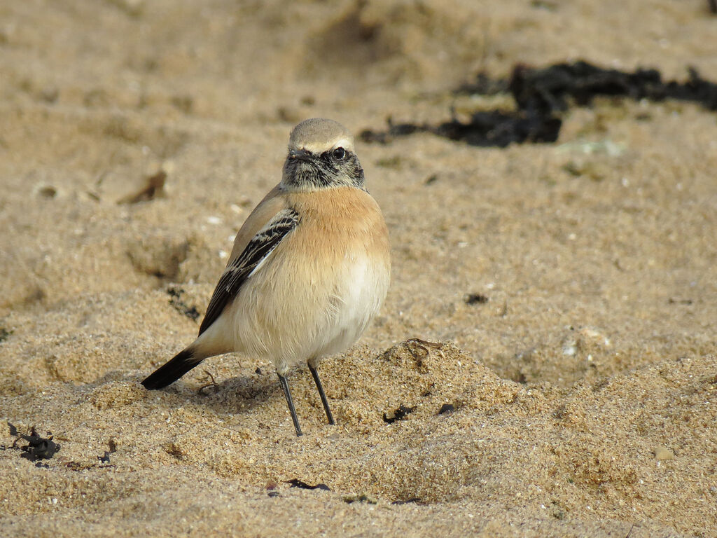 Desert Wheatear male First year