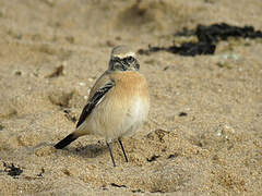 Desert Wheatear