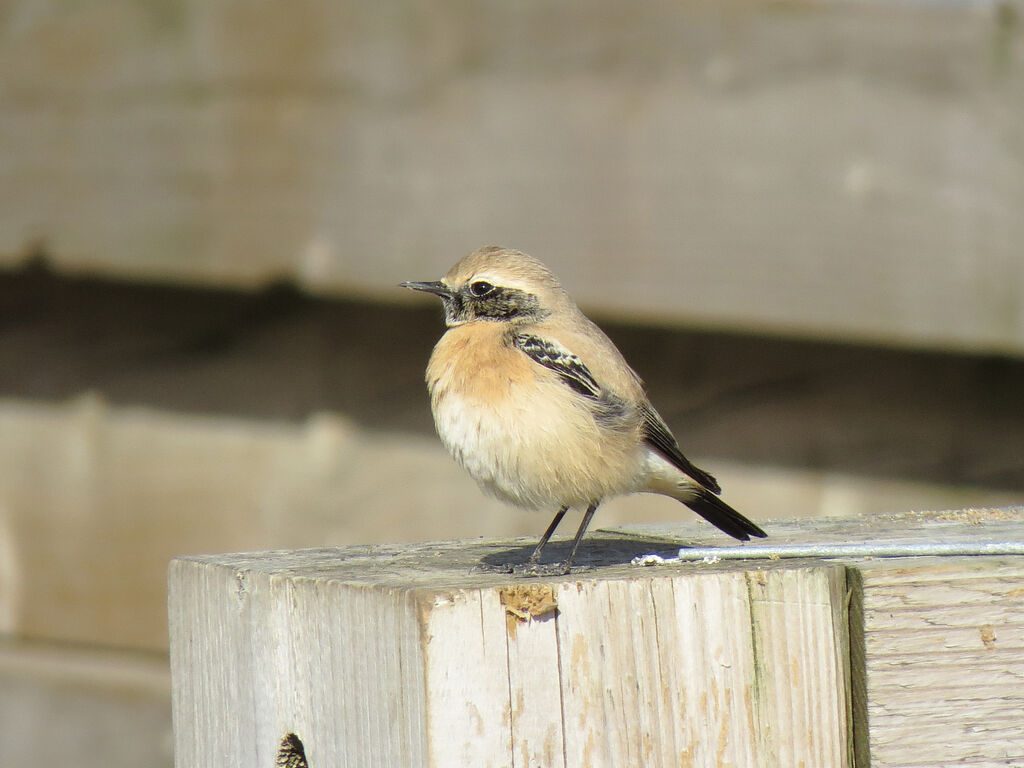 Desert Wheatear male First year