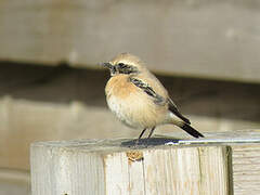 Desert Wheatear