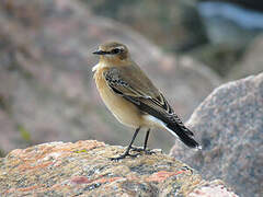 Northern Wheatear