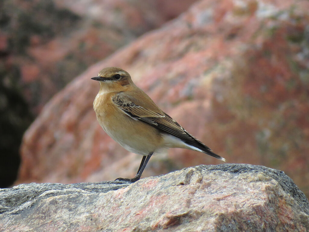 Northern Wheatear