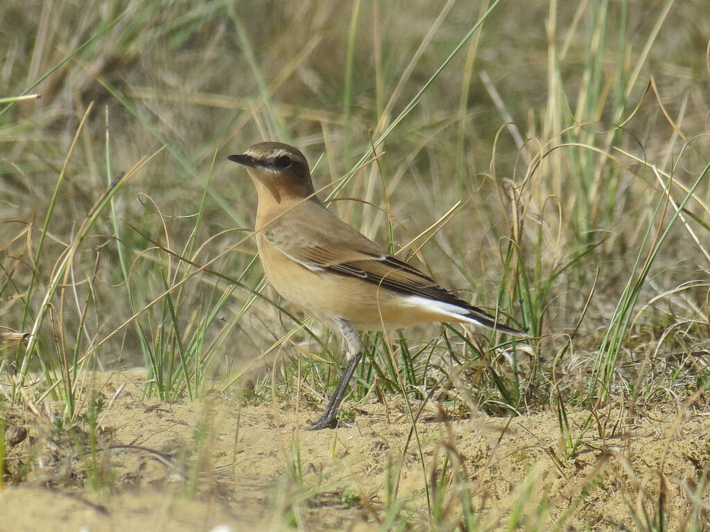 Northern Wheatear