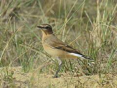 Northern Wheatear