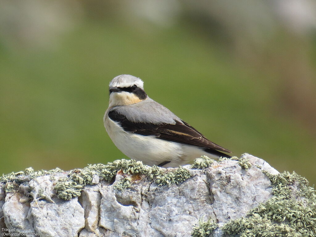 Northern Wheatear