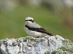 Northern Wheatear