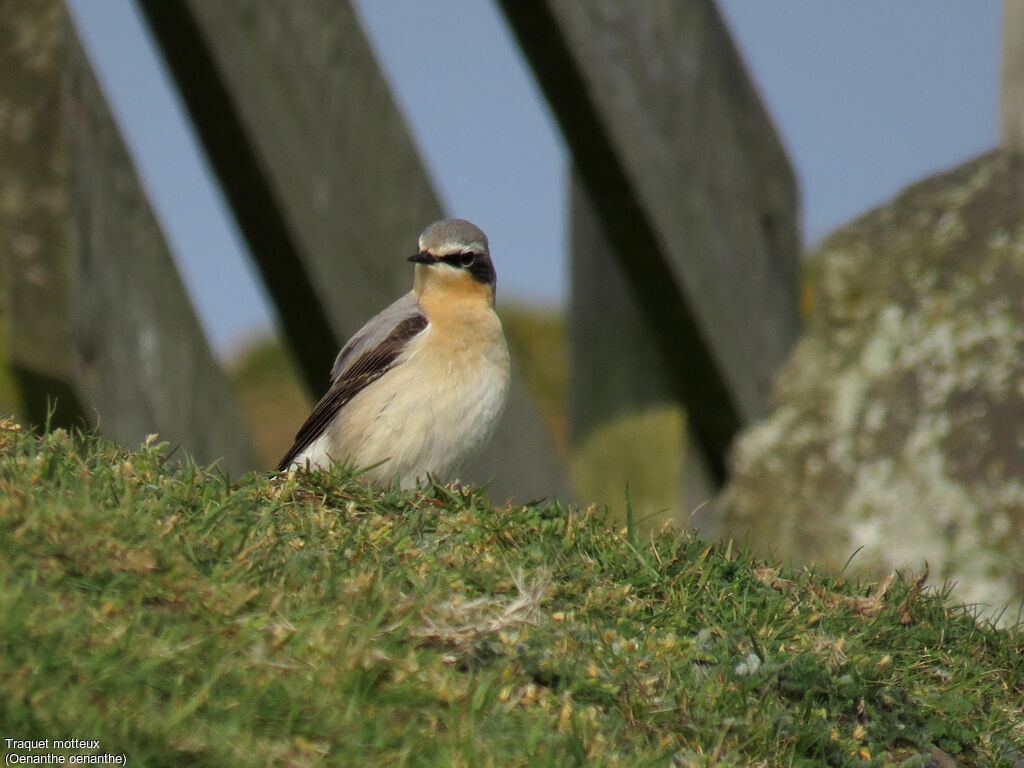 Northern Wheatear