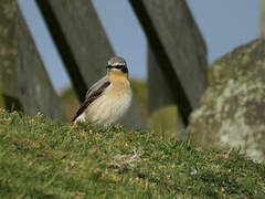 Northern Wheatear