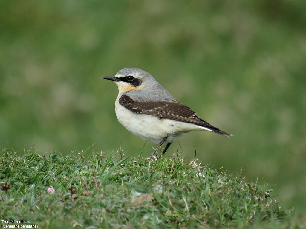 Northern Wheatear