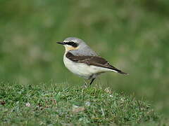 Northern Wheatear