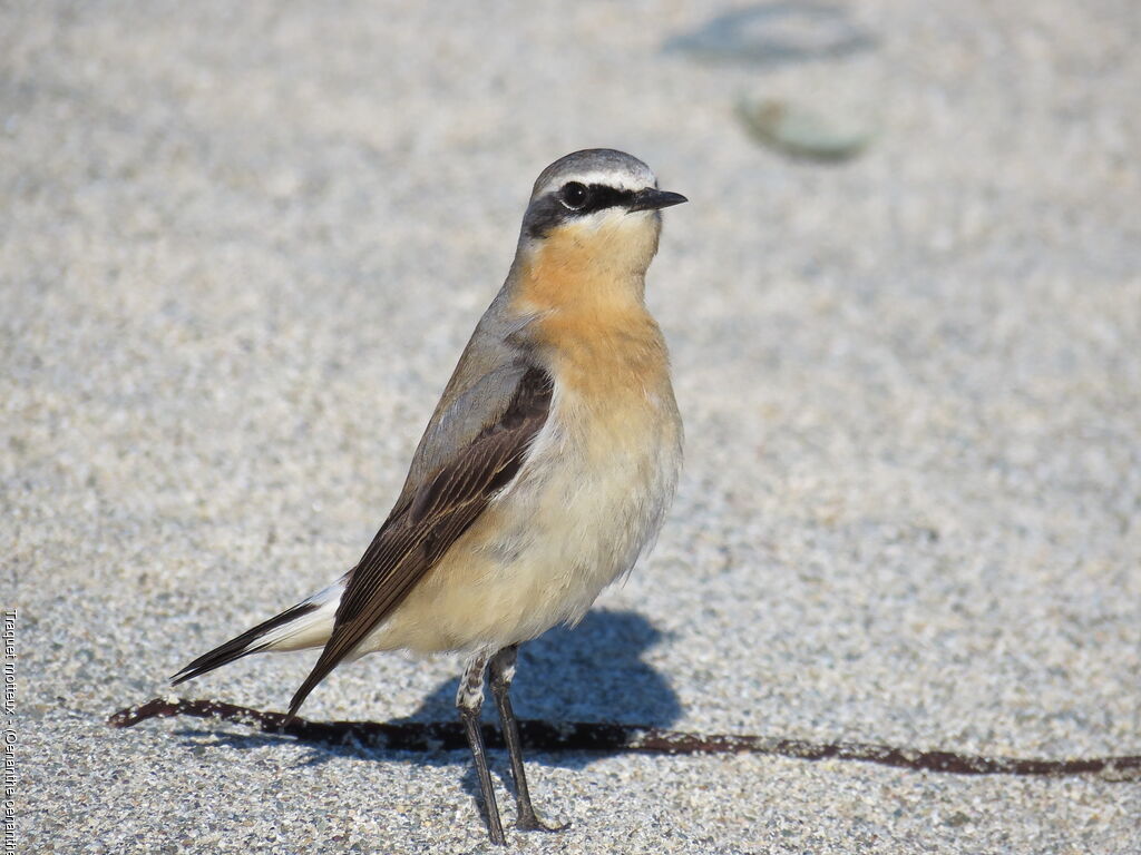 Northern Wheatear