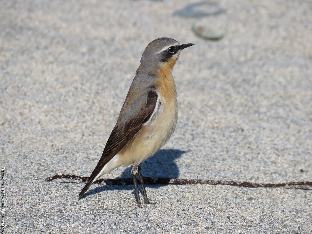 Northern Wheatear