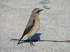 Northern Wheatear