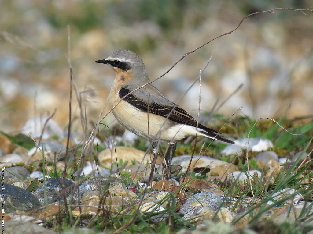 Northern Wheatear