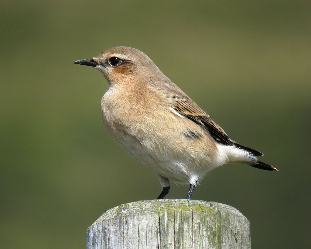 Northern Wheatear female