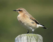 Northern Wheatear