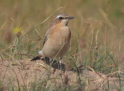 Northern Wheatear