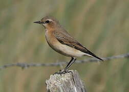 Northern Wheatear