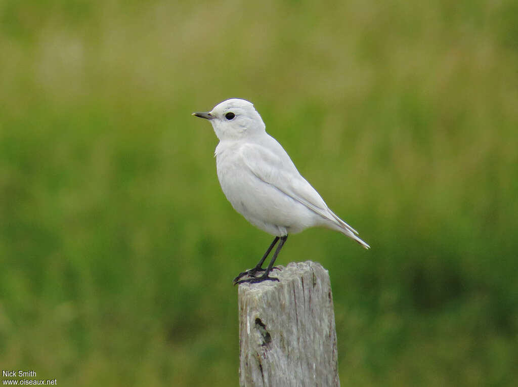 Northern Wheatear, pigmentation