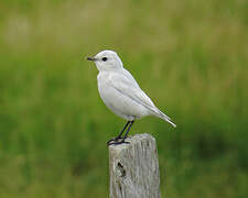 Northern Wheatear