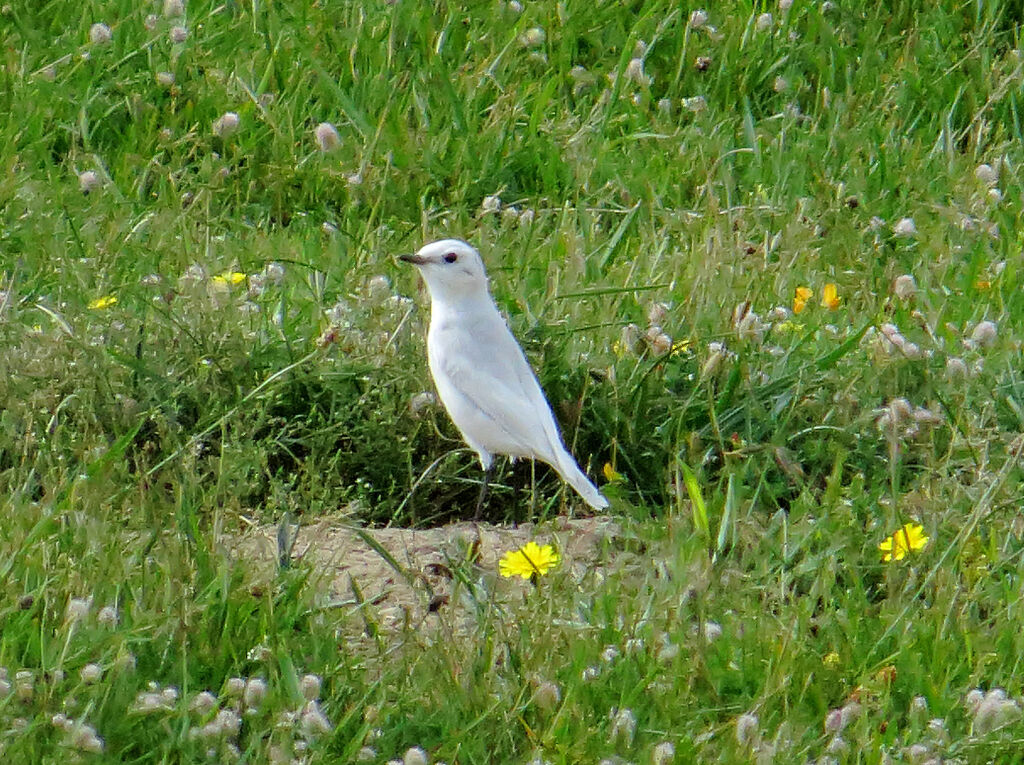 Northern Wheatear