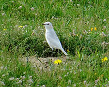 Northern Wheatear