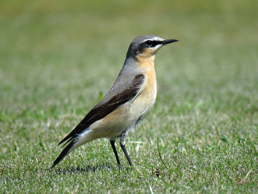 Northern Wheatear male