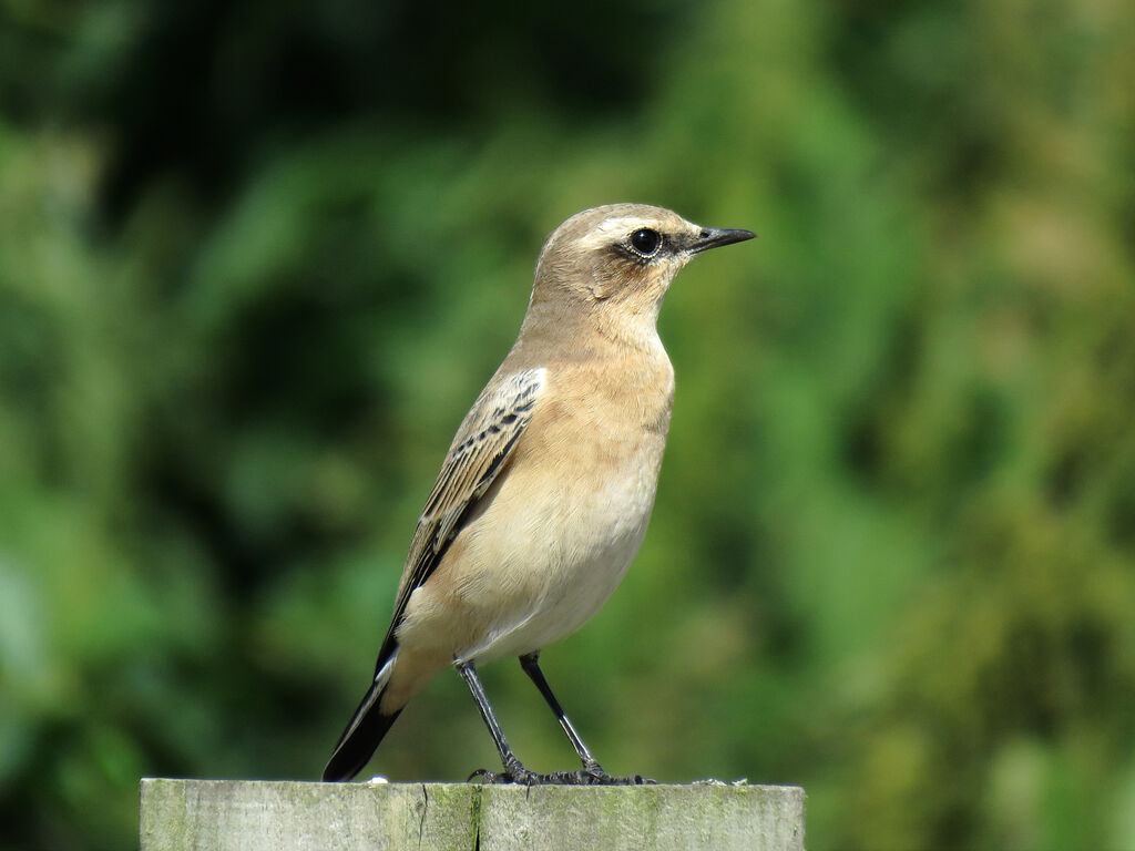 Northern Wheatear female