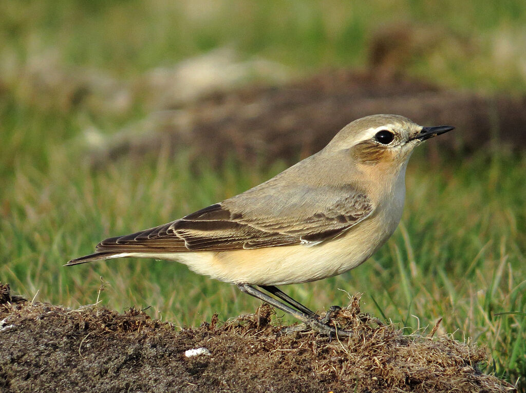 Northern Wheatear female