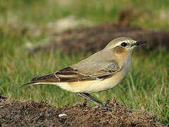 Northern Wheatear