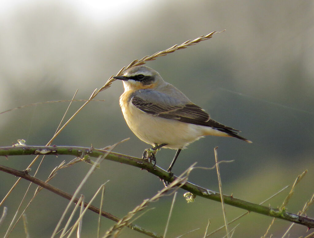 Northern Wheatear male