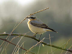 Northern Wheatear