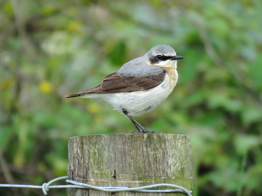 Northern Wheatear male