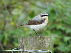 Northern Wheatear