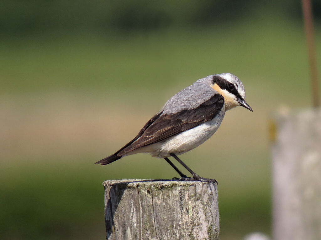 Northern Wheatear