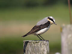 Northern Wheatear