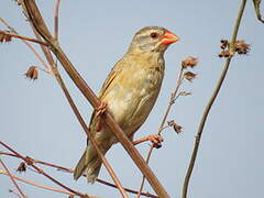 Red-billed Quelea