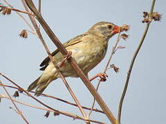 Red-billed Quelea