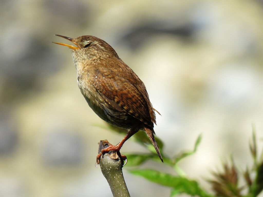 Troglodyte mignon