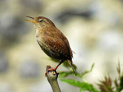 Eurasian Wren