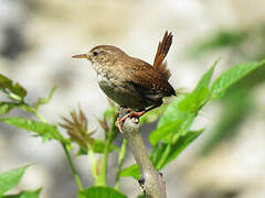 Eurasian Wren