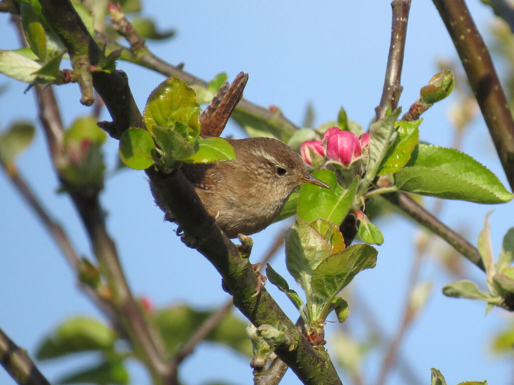 Eurasian Wren