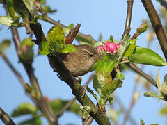 Eurasian Wren