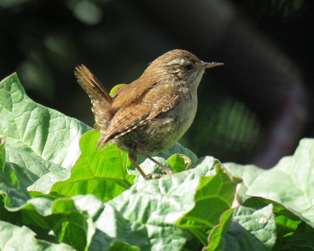 Eurasian Wren