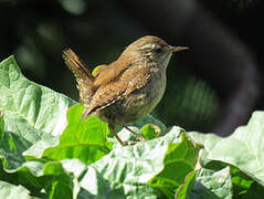 Eurasian Wren